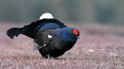 black grouse  bird  scotland