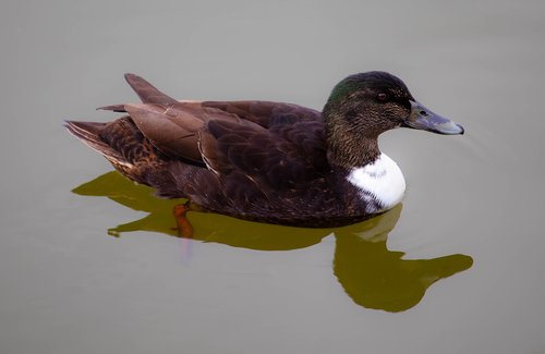 black headed duck  black  duck