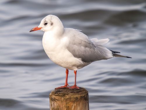 black headed gull seagull water bird