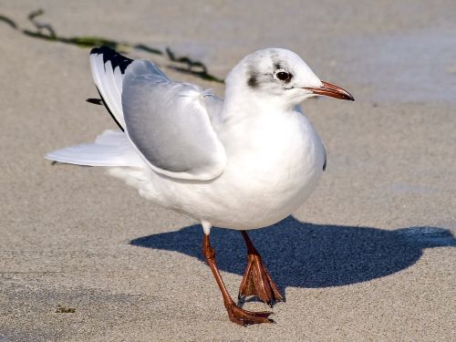 black headed gull seagull water bird