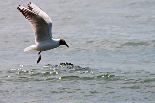 black headed gull seagull flight