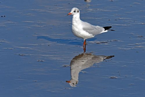 black headed gull watts seagull