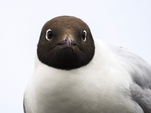 black headed gull seagull bird