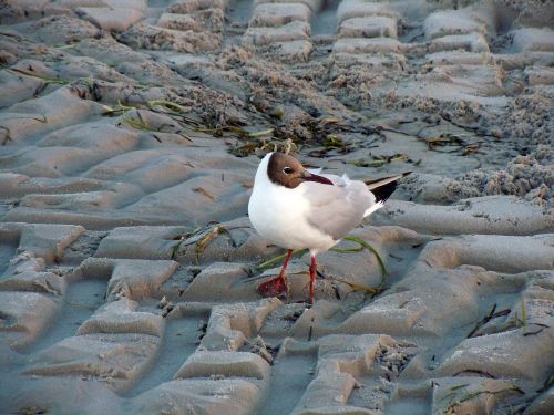 black headed gull seagull bird