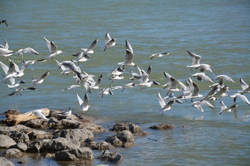 black headed gull  birds  bird