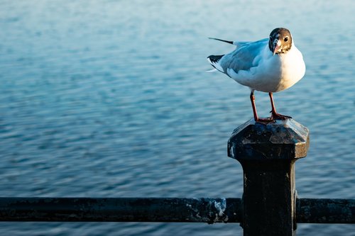 black headed gull  sea gull  bird