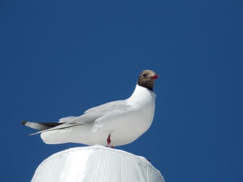 black headed gull species creature