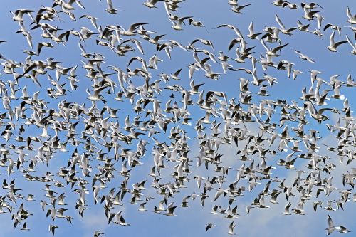 black headed gulls swarm flock of birds