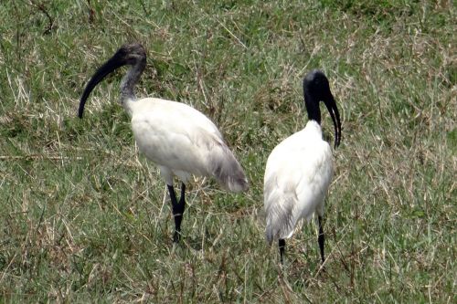 black-headed ibis oriental white ibis threskiornis melanocephalus