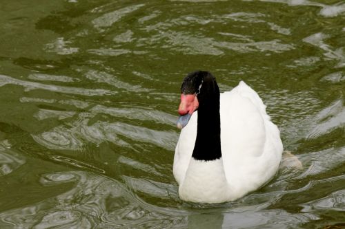 Black Headed Swan Swimming