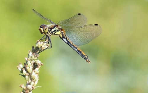 insect nature live