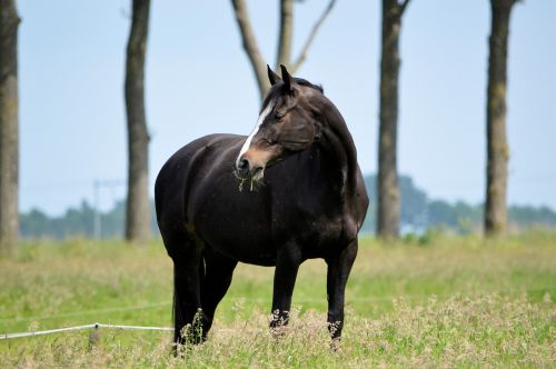 Black Horse