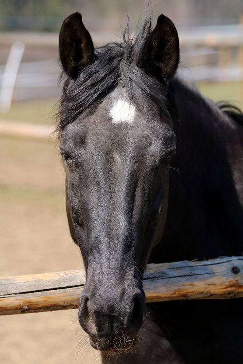 black horse  head  animal