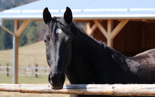 black horse  view  animal