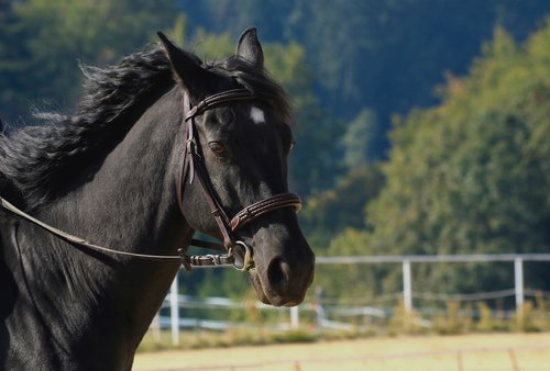 black horse  animal  stallion