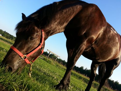 Black Horse Eating Grass