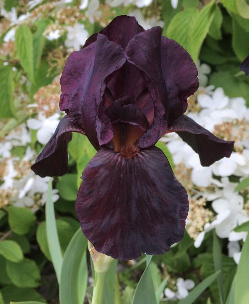 black iris flower plant