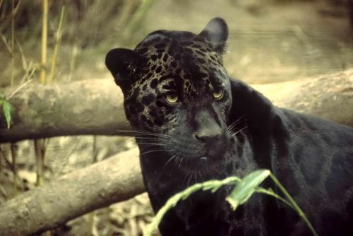 Black Jaguar