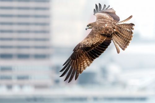 black kite wildlife urban