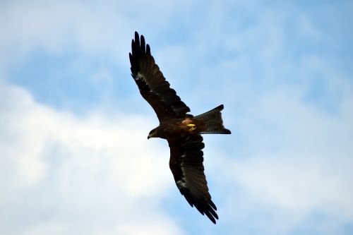 black kite flying predator