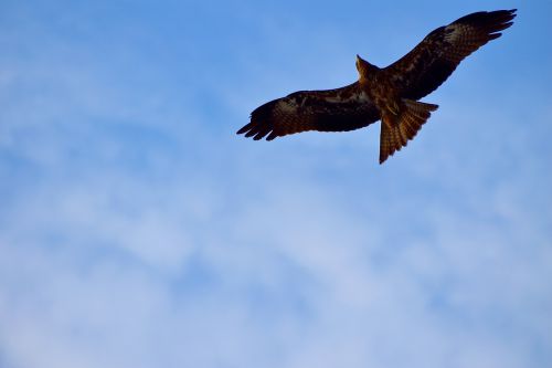 black kite milvus migrans raptor