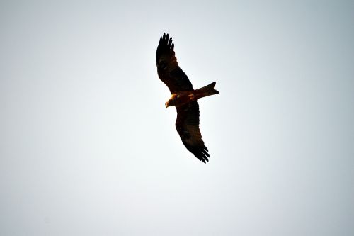 black kite raptor flying