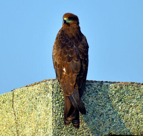 black kite bird raptor