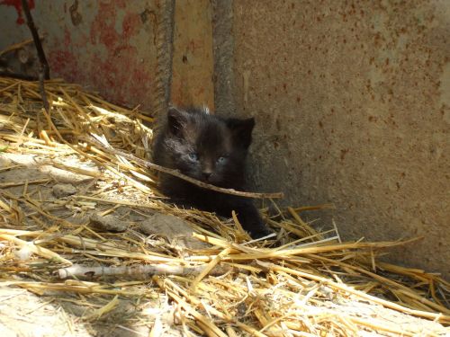 black kitten kitten kitty