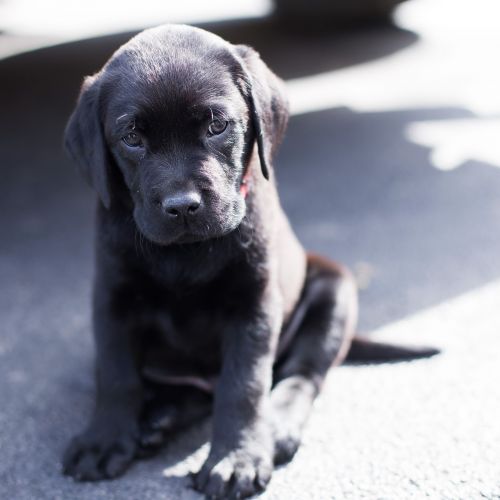 black lab lab puppy