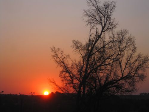 Black Lace Tree And Sunset