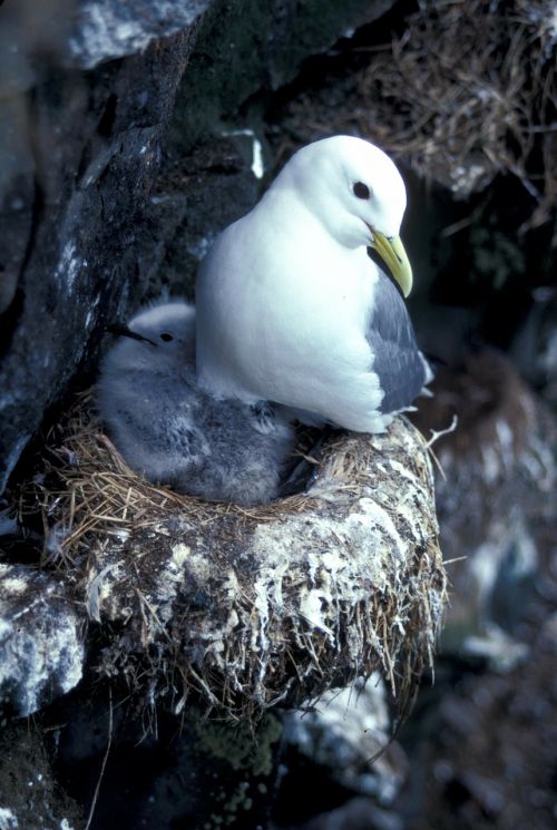 black-legged kittiwake bird nature