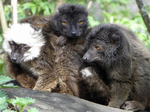 black lemur lemurs wildlife