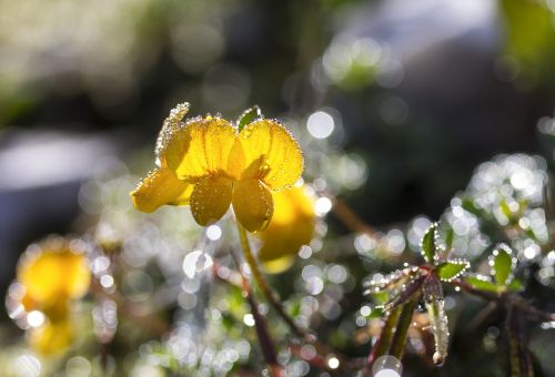 black medick yellow wildflower meadow