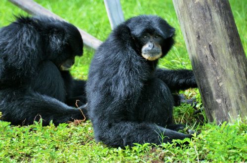 black monkey monkey primate