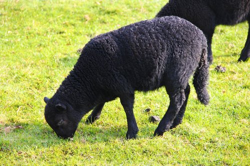 black mountain sheep  animal  nature