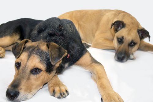 black mouth cur rescue dogs shepard