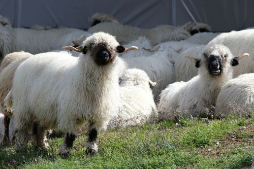 black nose sheep sheep flock of sheep
