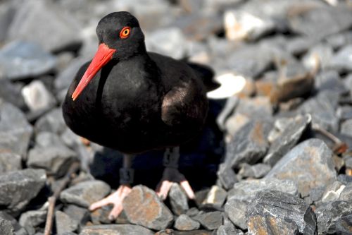 black oystercatcher bird wildlife