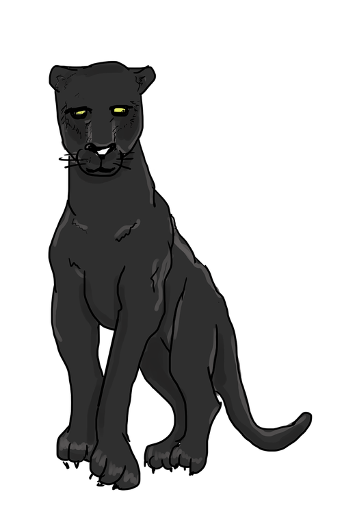 black panther  panther  wild cat