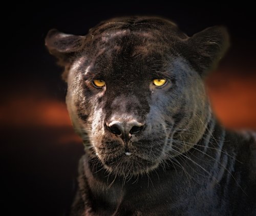 black panther  jaguar  black