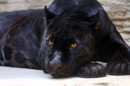black panther  jaguar  feline