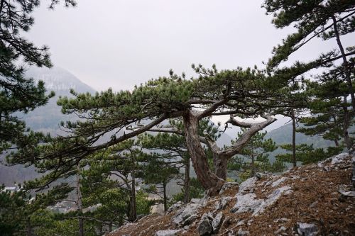 black pine pine pinus nigra