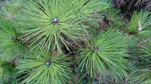 black pine pine needles conifer