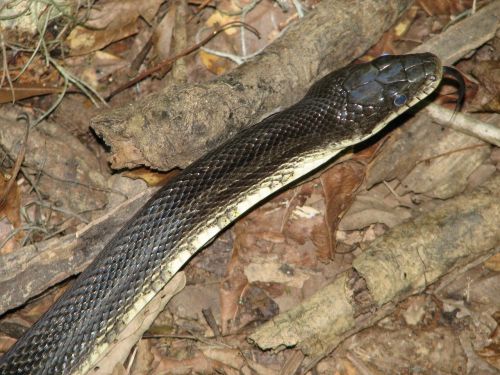 black rat snake reptile macro