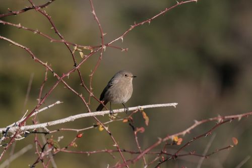 black redstart phoenicurus ochruros birds