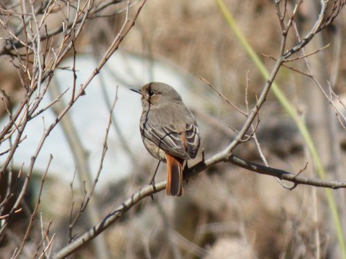 black redstart smoked cotxa smoked