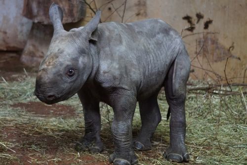 black rhino young herbivores