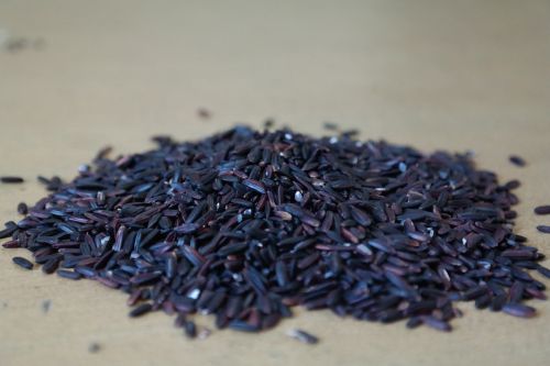 black rice oryza sativa beras hitam