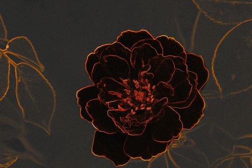 black rose flower contours