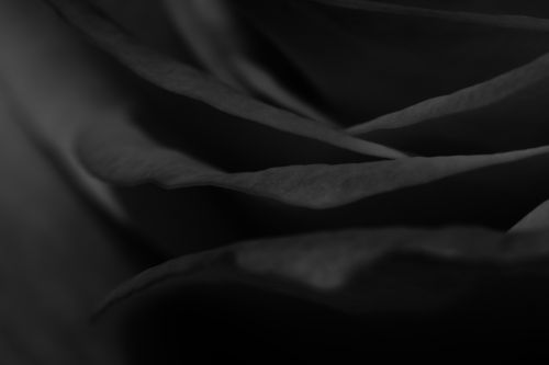 Black Rose Petals